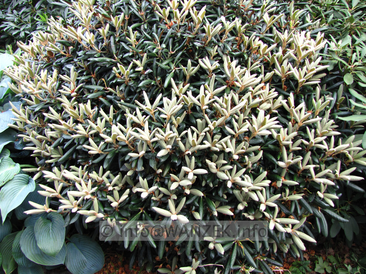 Rhododendron yakushimanum FCC 03 im Austrieb.JPG